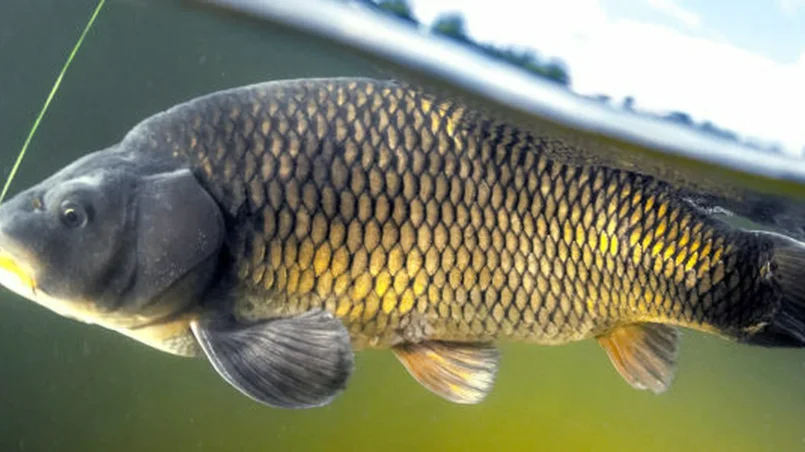 carp fishing in France